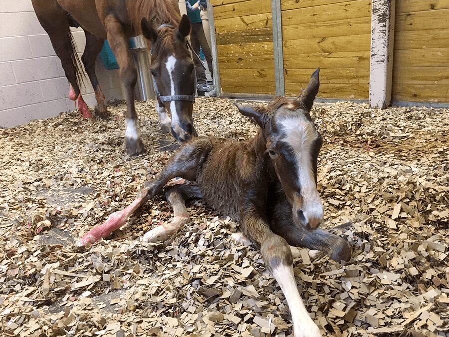 A horse laying down in the dirt with its legs crossed.