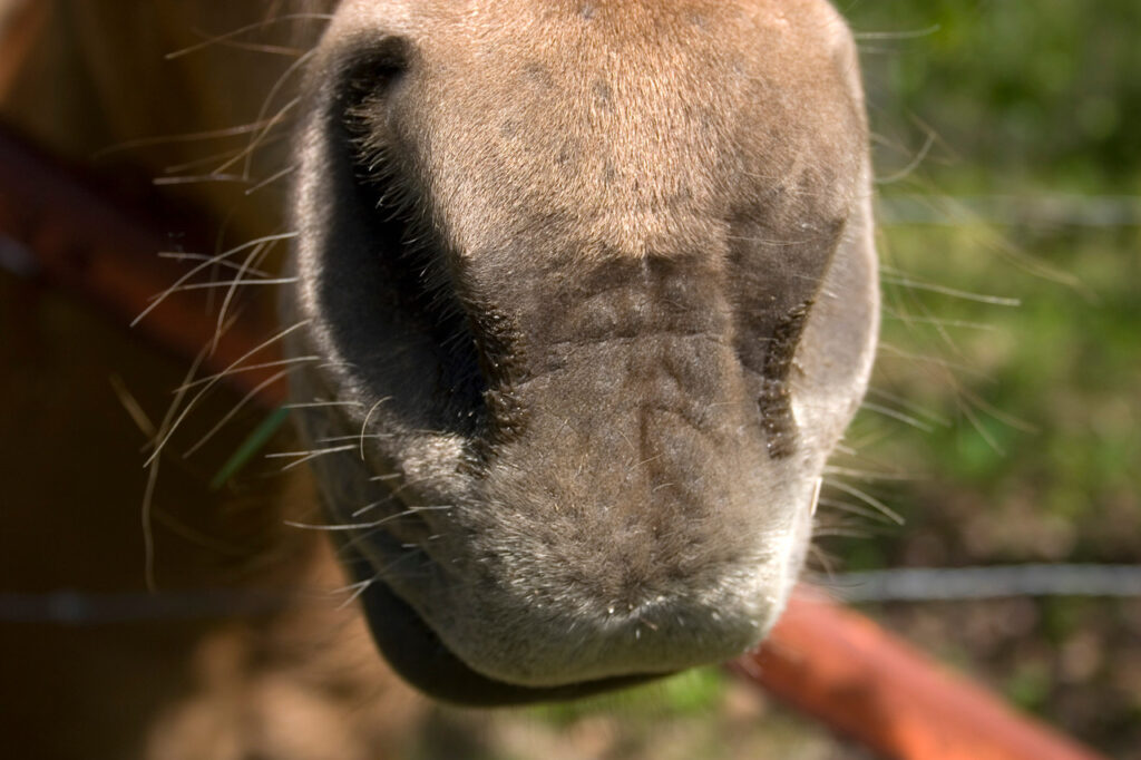 Equine allergies are common and knowing their causes can help you prevent them. 