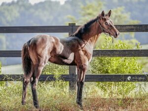 A horse standing in front of a fence.