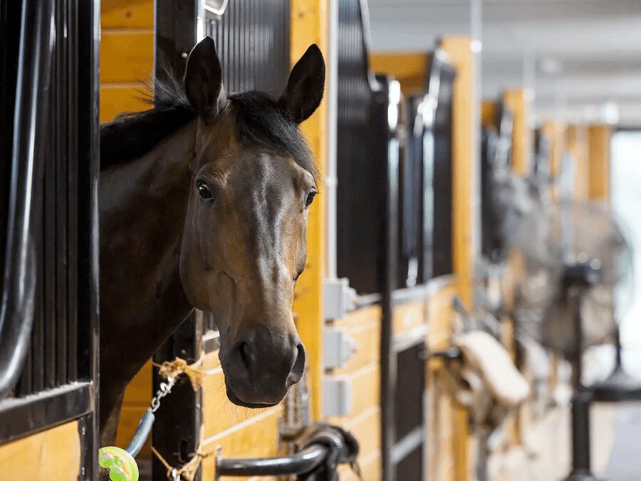 A horse is standing in the doorway of its stable.