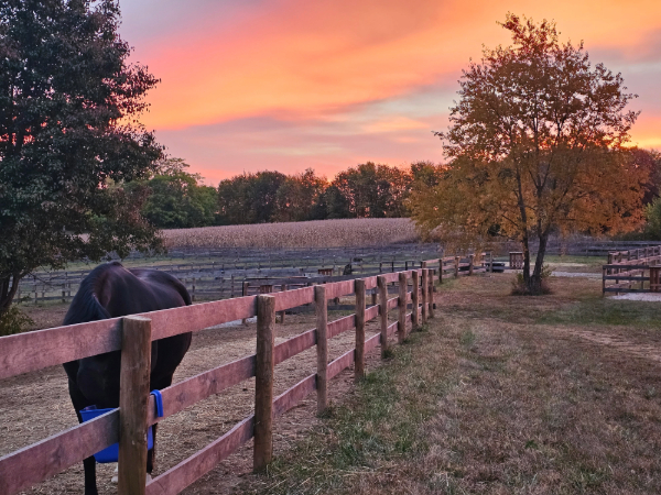 Copper Beech sunset