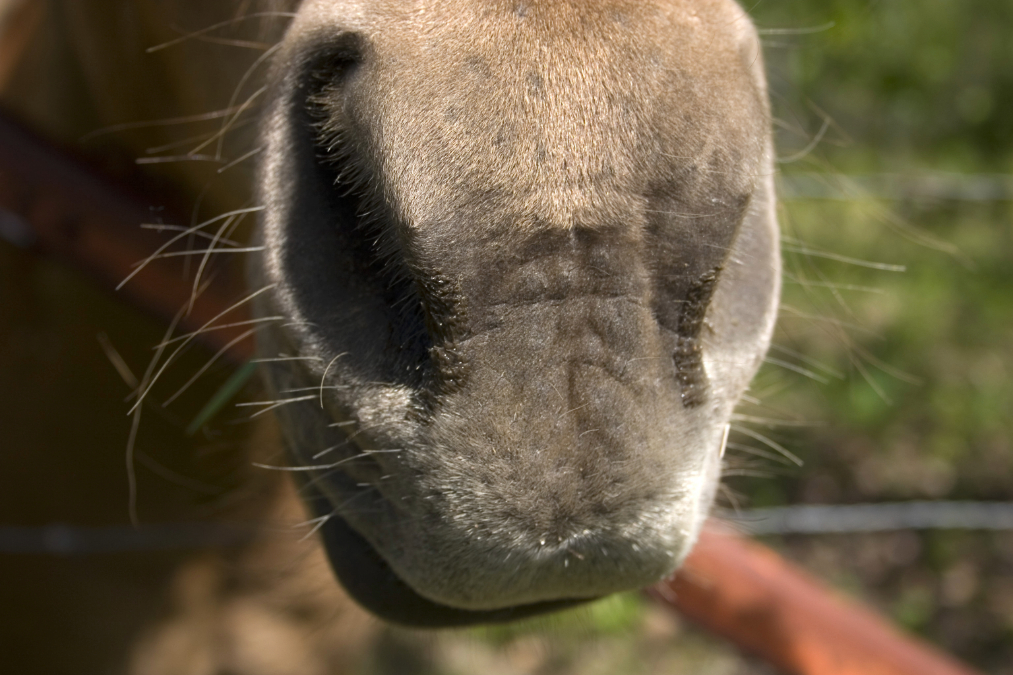 Why Biosecurity is a Big Deal for Horse Health