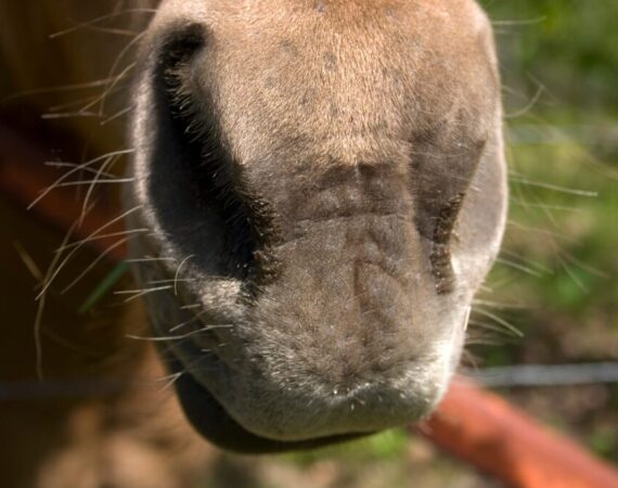 horse nose up close