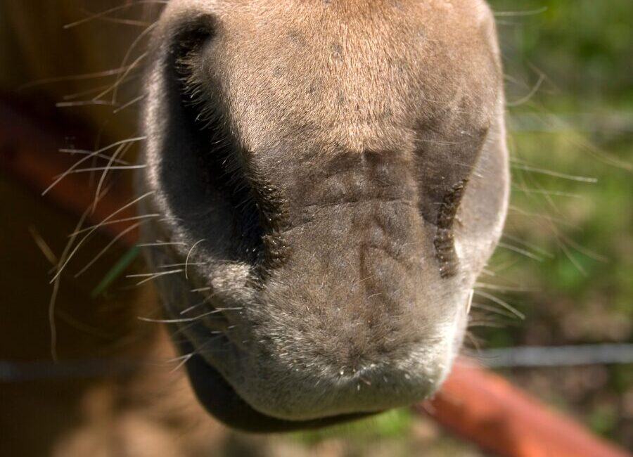 horse nose up close