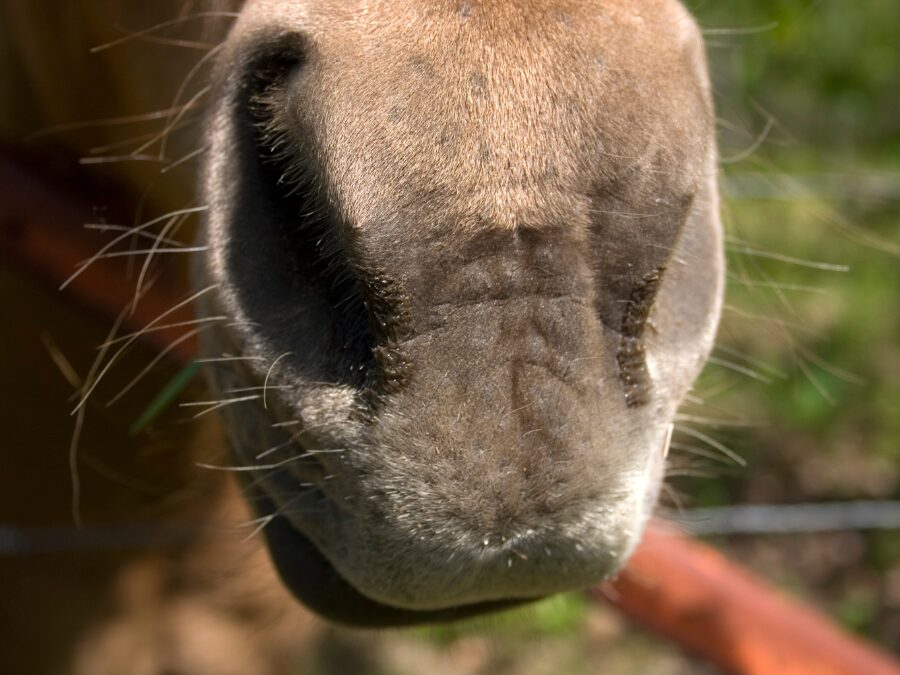 horse nose up close