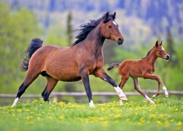 Horse and foal running in a meadow.
