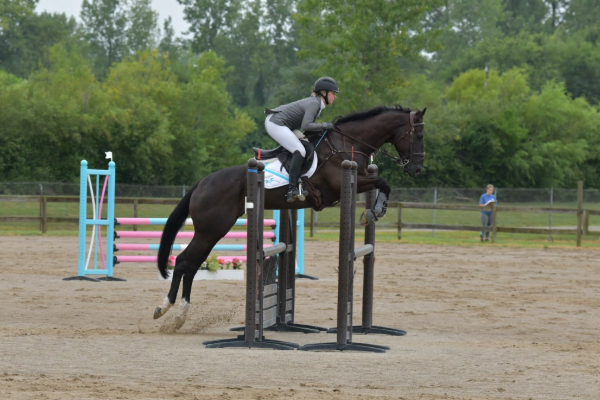 jumping horse who had tie-back surgery