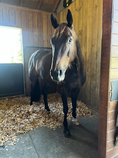 Happy horse on Airlite cardboard bedding