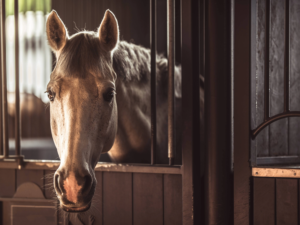 Gray horse stabled inside
