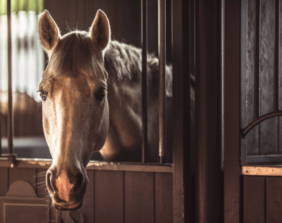 Gray horse stabled inside