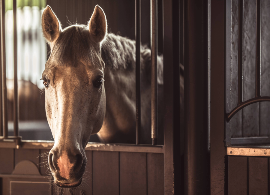 Gray horse stabled inside