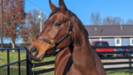 Thoroughbred mare