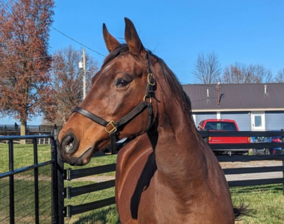 Thoroughbred mare