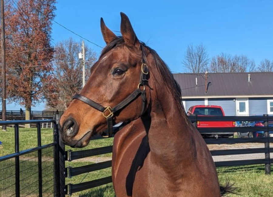 Thoroughbred mare