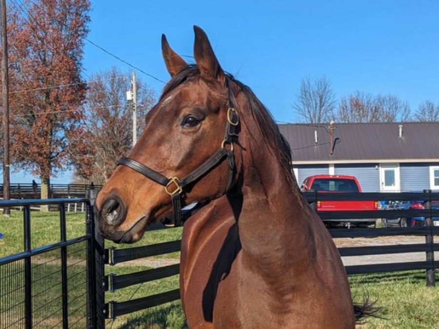 Curiosity Leads “OTTB Mare Guy” to Cardboard Bedding