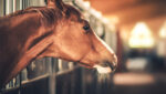 Horse looking into barn aisle