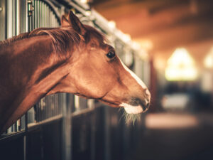 Horse looking into barn aisle