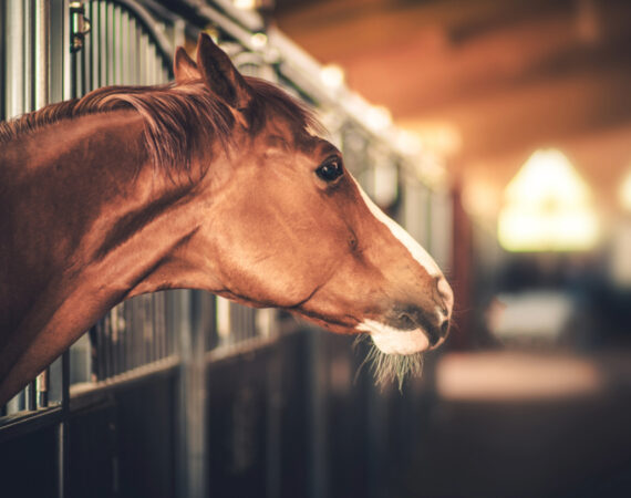 Horse looking into barn aisle