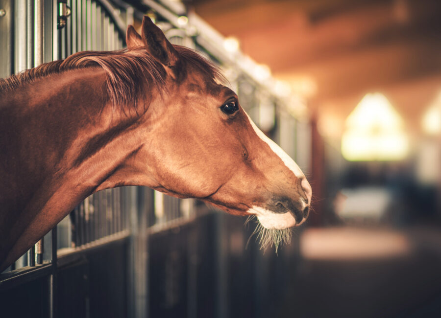 Horse looking into barn aisle