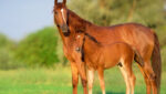 Composting manure and bedding has economic and environmental benefits