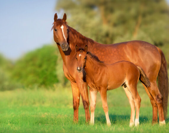 Composting manure and bedding has economic and environmental benefits