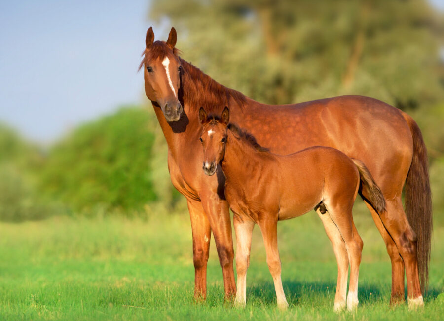 Composting manure and bedding has economic and environmental benefits