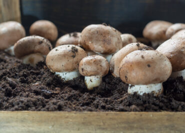 A pile of mushrooms sitting on top of dirt.