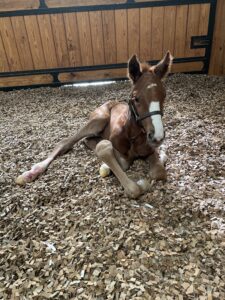 Foal on Airlite Premium Cardboard Bedding