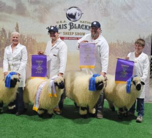 Teton Valais Blacknose Sheep are award winners