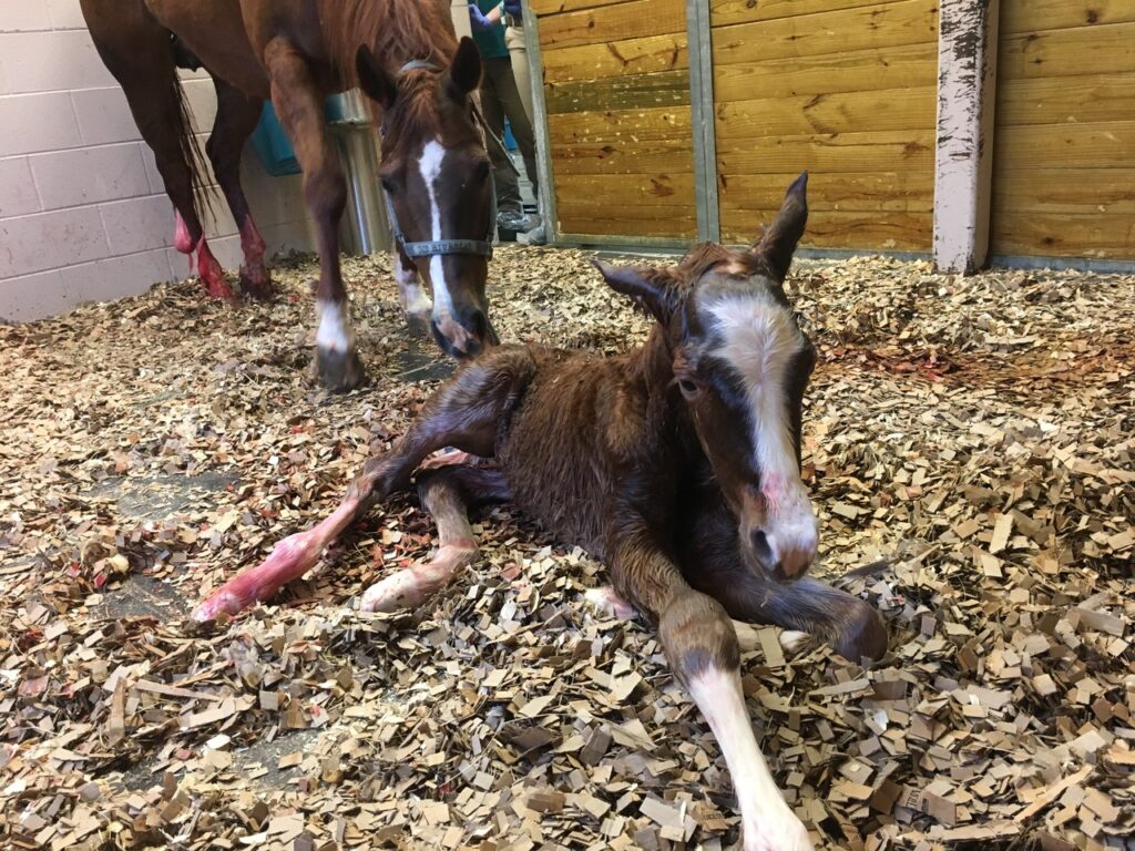 newborn foal at Auburn University veterinary hospital
