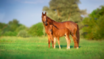 mare and foal in green field