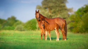 mare and foal in green field
