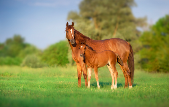 mare and foal in green field