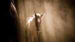 dust in the animal environment
