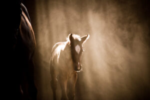 dust in the animal environment