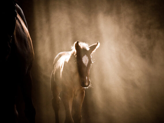 dust in the animal environment