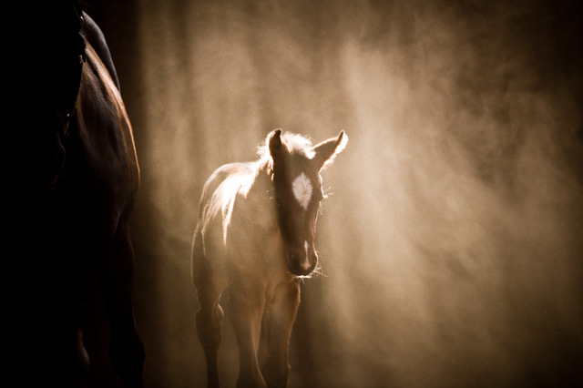 dust in the animal environment