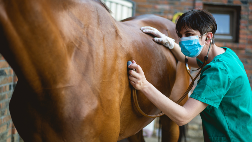 veterinarian listening for respiratory sounds 