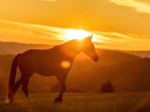 Summer horse keeping tips