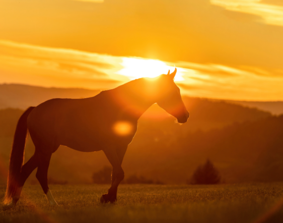 Summer horse keeping tips