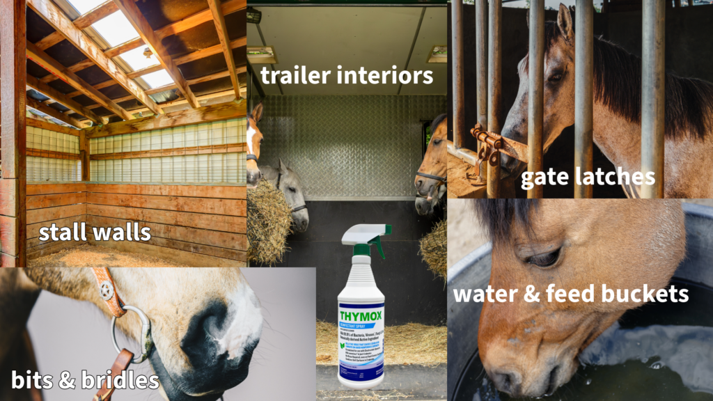 Use Thymox botanical Disinfectant on any surface touched by horses and their handlers.