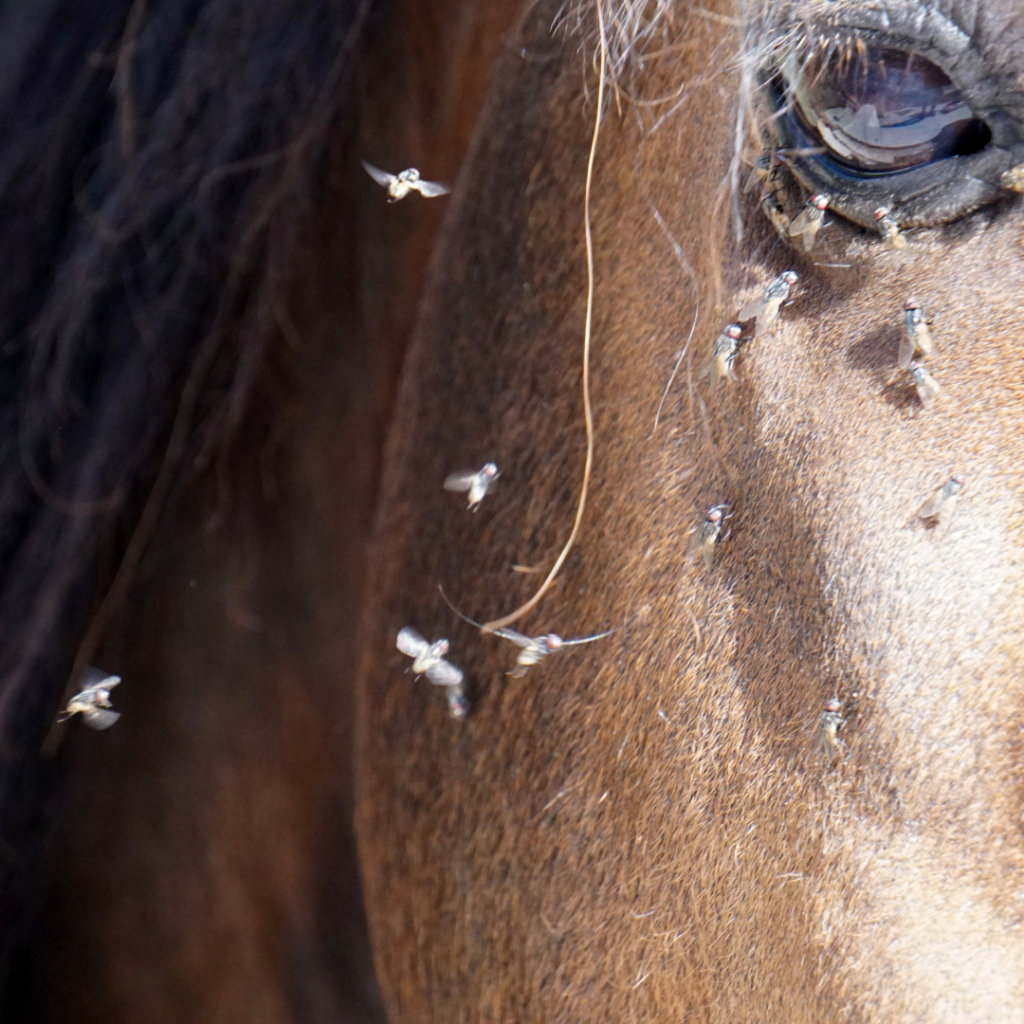 Heat brings more flies to horses