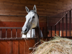 horse hay in stall