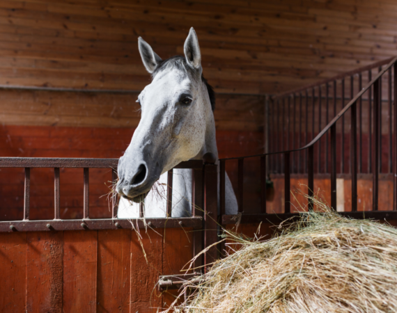horse hay in stall
