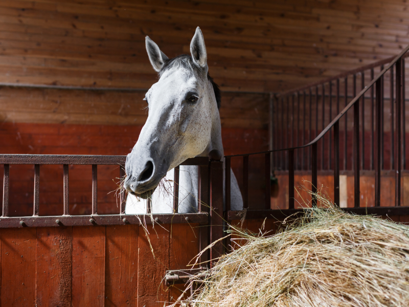 horse hay in stall