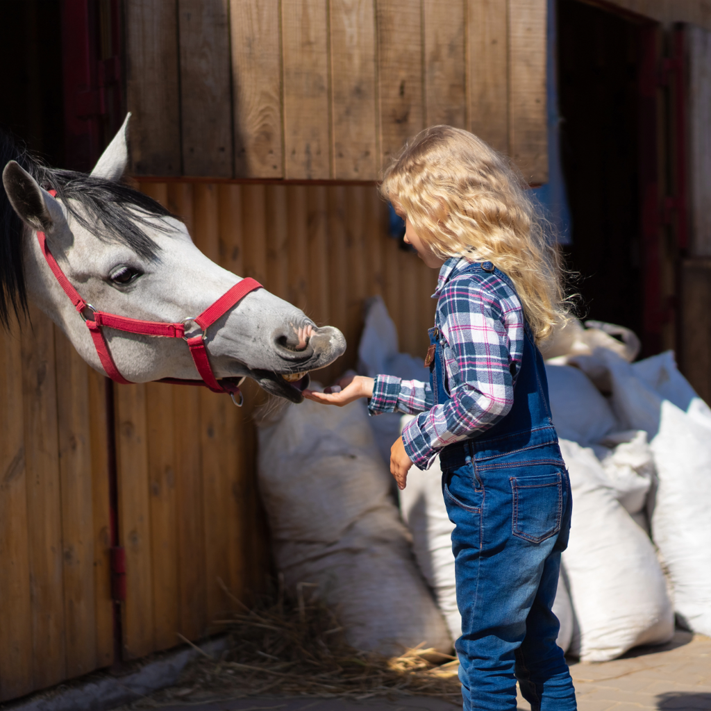 Girl feeding a gray horse treates