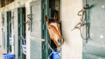 Disinfecting in the Barn