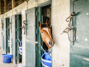 Disinfecting in the Barn