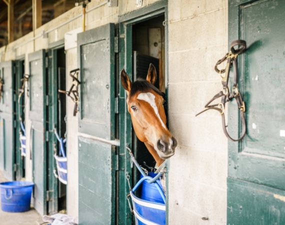 Disinfecting in the Barn