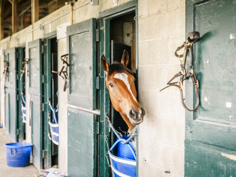 Disinfecting in the Barn